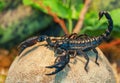 Live black scorpion Royalty Free Stock Photo