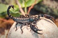 Live black scorpion Royalty Free Stock Photo