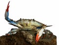 Live blue crab in a fight pose Royalty Free Stock Photo