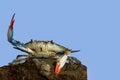 Live blue crab in a fight pose on the rock