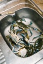 Live blue crabs in the kitchen sink.