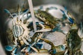 Live blue crabs in the kitchen sink.