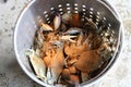 Cooking blue crabs in steam pot covered in seasonings