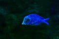 Blue fish on dark background