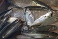 Live bluefish sold in traditional seafood markets in Turkey