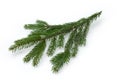 Live branch of a spruce on a white background Royalty Free Stock Photo