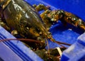 Live Canadian Lobster in blue box. Fresh seafood in fish market Royalty Free Stock Photo
