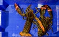 Live Canadian Lobster in blue box. Fresh seafood in fish market. Top view Royalty Free Stock Photo
