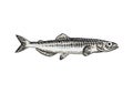 Live capelin