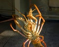 A live caribbean lobster ready for the pot
