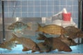 Live carp fish in aquarium in store for sale