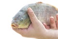 Live carp in fisherman hands isolated on white