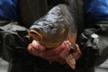 Live carp selling in Prague, Czech Republic.