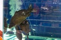 Live Carps In Aquarium In Fish Store. Choice Of Live Fish In Market