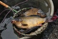 Live carps on sale in Prague, Czech Republic.