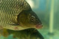 live carps swimming in the aquarium in the supermarket