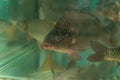 live carps swimming in the aquarium in the supermarket