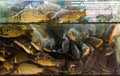 Live carps in water in hypermarket