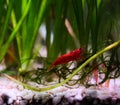 Live Cherry Shrimp