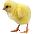 Live chicken on a white background