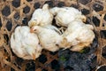 Live chickens on a food market. Bali island, Indonesia.