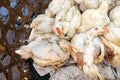 Live chickens on a food market. Bali island, Indonesia.