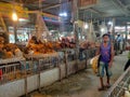 Live chickens for sale in a local market of Dhaka, Bangladesh