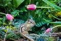 Live chipmunk poses n a garden of pink tulips