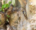 Live Cicada Appended to Crape Myrtle Tree