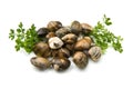 Live clams Royalty Free Stock Photo
