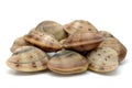 Live clams Royalty Free Stock Photo