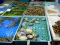 Live clams for sale at chun yueng market Royalty Free Stock Photo