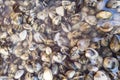 Live clams Royalty Free Stock Photo