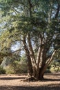 Live coast oak tree, tall healthy coastal evergreen oak, forest in southern california, vertical