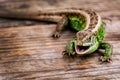 Live common lizard with an open mouth