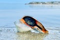 Live Conch at Chatham, Cape Cod Royalty Free Stock Photo