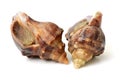 Beautiful live conch Royalty Free Stock Photo