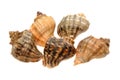 Live conch Royalty Free Stock Photo