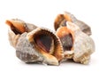 Live conch Royalty Free Stock Photo