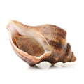 Live conch Royalty Free Stock Photo