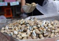 Live conch in the market Royalty Free Stock Photo