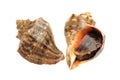 Fresh live conch Royalty Free Stock Photo