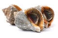 Live conch Royalty Free Stock Photo