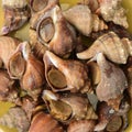 Live conch Royalty Free Stock Photo