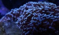 Live Coral Blue Hammer Euphyllia Parancora