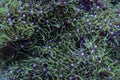 Live Coral Green Star Polyps Royalty Free Stock Photo