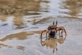 Live crab on the beach sand Royalty Free Stock Photo