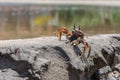 Live crab on the beach sand Royalty Free Stock Photo