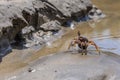 Live crab on the beach sand Royalty Free Stock Photo