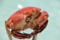 Live crab in the Caribbean.